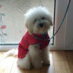 Teddy Collins - @teddy_collins_cavapoo - Instagram
