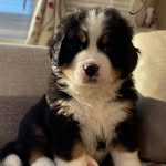 Teddy - @connaught.teddy - Instagram