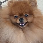 Teddy the Pomeranian - @teddyconnpom - Instagram