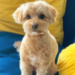 Teddy Mae 🎀(Moodle/Maltipoo) - @teddy.conway - Instagram