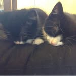 Teddy and Cookie - @_teddy_cookie_ - Instagram