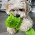 @teddy_cook87 - Instagram