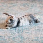 Teddy Cook - @adventures.of.teddy.rabbit - Instagram