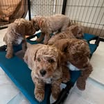 Teddy&Cookie - @houstondoodlehouse - Instagram
