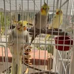 Teddy|Cookie|Loki - Calopsitas - @teddycookie_calopsitas - Instagram