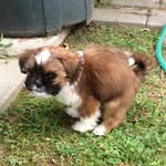 Teddy Bear Cooley - @lil_teddycooley - Instagram