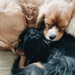 Cooper + Jax + Teddy - @cooper.jax.teddy - Instagram