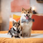 𝓣𝓮𝓭𝓭𝔂 & 𝓒𝓸𝓸𝓹𝓮𝓻 - @teddyjai_shibainu - Instagram