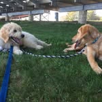 Teddy & Cooper - @theodoreandcooper - Instagram