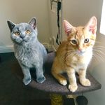 Teddy & Cooper - @teddyandcooperjohnsonmarshall - Instagram