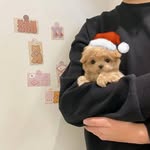 TEDDY COOPER - @puppy._room._adoption._center - Instagram