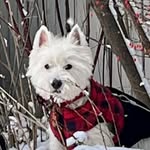 Teddy Cooper - @teddycooper_the_westie - Instagram
