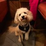 Teddy Cooper - @teddy_in_paris - Instagram