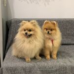 Teddy&Cooper - @teddykuper - Instagram