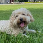 TEDDY Pullos Copeland - @teddythecavoodle2012 - Instagram
