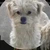 Teddy - @teddylovescoyt - TikTok