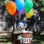 #TeddyCrane - @teddy_crane - Instagram