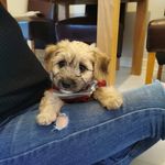 Teddy | Bichon/Border Cross - @teddy_bichonbordercross - Instagram