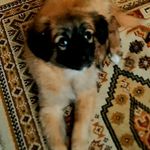 TEDDY - @teddy.cross.1399 - Instagram