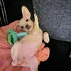 teddy the frenchie cross 🐶 - @teddy_the_frenchie_cross - TikTok