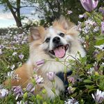 Teddy the Pom Cross - @teddy_huot - Instagram