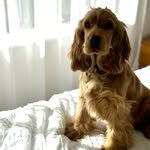 Teddy Bear | 🧸 🐾 - @teddy_bear_crumpet - Instagram