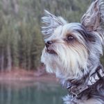 Teddy Crump 🐶 - @crump_teddy - Instagram