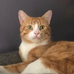 Teddy Crumpets - @teddy.crumpets - Instagram
