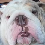 Teddy - @teddycrumpleton - Instagram