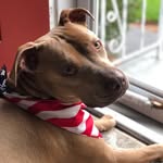 Teddy Cuevas 🐕 - @teddy_cuevas - Instagram