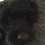 Teddy Curry Harris - @teddygramwoof - Instagram