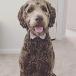 (Teddy) Porter Curry - @porterthepuff - Instagram