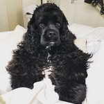 Teddy Roosevelt Curry - @teddyrooseveltthepuppy - Instagram