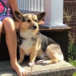 Teddy Curtis - @teddythepembrokecorgi - Instagram