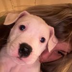 teddy dawson🐾 - @adventures_of_tedx - Instagram