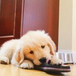 Teddy Dawson - @teddydawsonthepup - Instagram