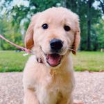 TEDDY DAWSON 🐾 - @teddyyyraebear - Instagram