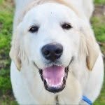 Teddy Day - @teddythedog13 - Instagram