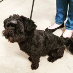 Teddie Denton The shih tzu - @tedd_the_red - Instagram