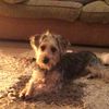 Teddy Doherty - @teddy_bestpup - TikTok
