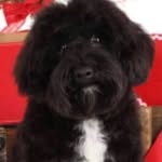 Fezziwig Downs - @fezziwigdownstheteddybear - Instagram