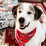 Teddy Austin Pearsall-Doyle - @teddy.bearski - Instagram