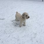 Teddy Doyle - @teddydaterrier - Instagram