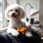 Teddy Doyle - @teddy_themaltichon - Instagram