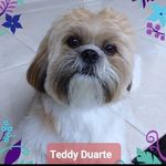 Teddy Duarte - @teddyduarte4 - Instagram