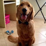 Teddy Duarte - @teddy.the.golden.retriever - Instagram