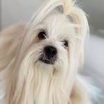 Teddy Duarte 🦴 - @tedlhasaapso_ - Instagram