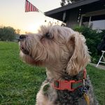 Teddy Thomas Duarte - @teddy_theperro - Instagram
