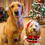 Duke & Teddy - @dukeandteddy - Instagram