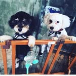 Henry York & Teddy Duke - @henryyork_teddyduke_cavapoos - Instagram